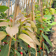 AVOKADO FİDANI (AŞISIZ)