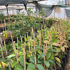 AVOKADO FİDANI (AŞILI)