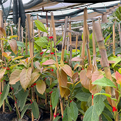 AVOKADO FİDANI TOPTAN SATIŞ