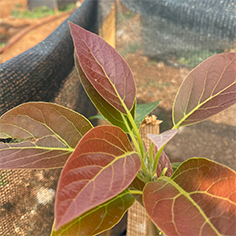 Avokado Bahçe Kurulumu