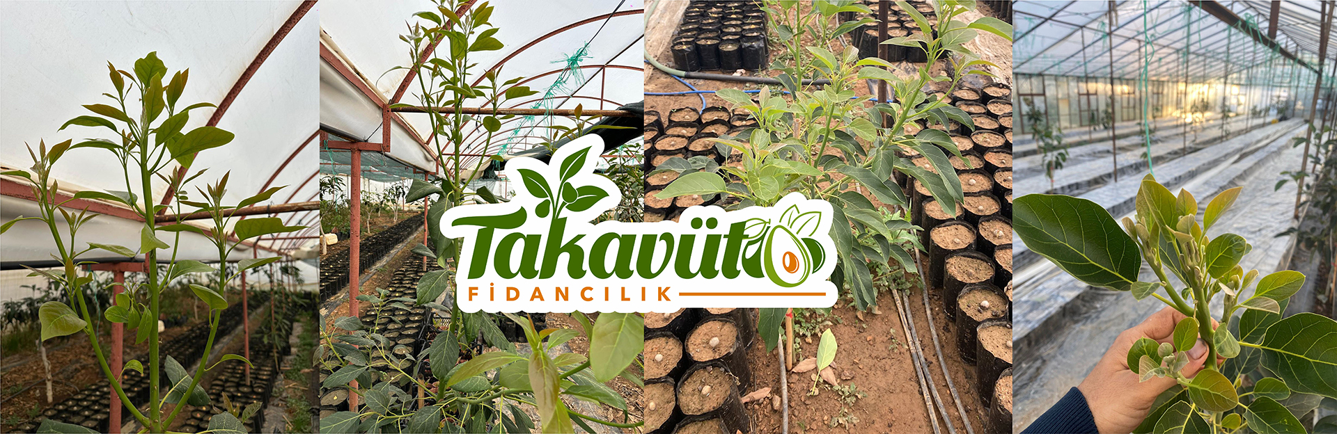 Avokado Fidanları..